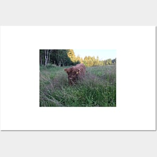 Scottish Highland Cattle Calf 1476 Posters and Art